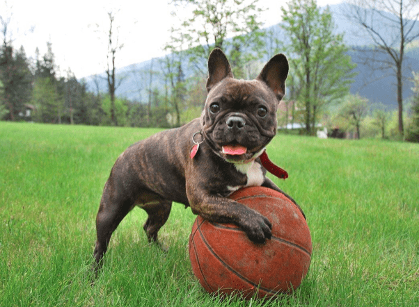 Brindle french bulldog