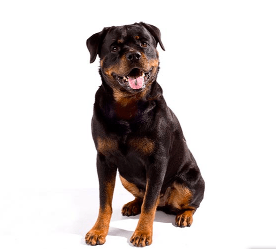 The german Rottweiler