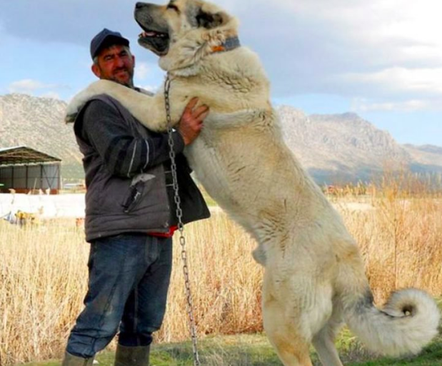 The Kangals is one of the most dangerous dogs in the world