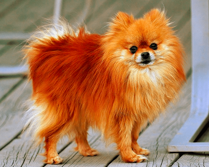 Pomeranian dog breeds