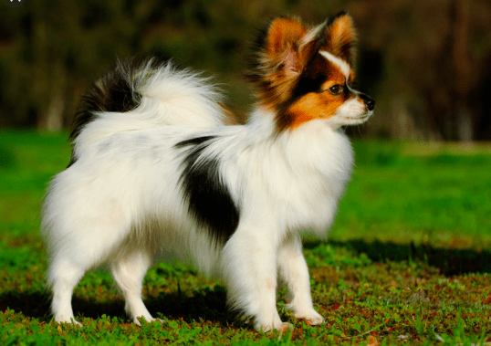 Papillon Dog Breed