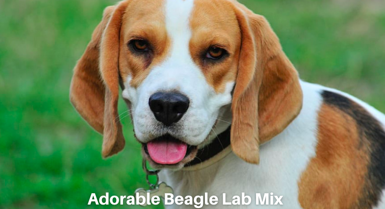 Adorable Beagle Lab Mix