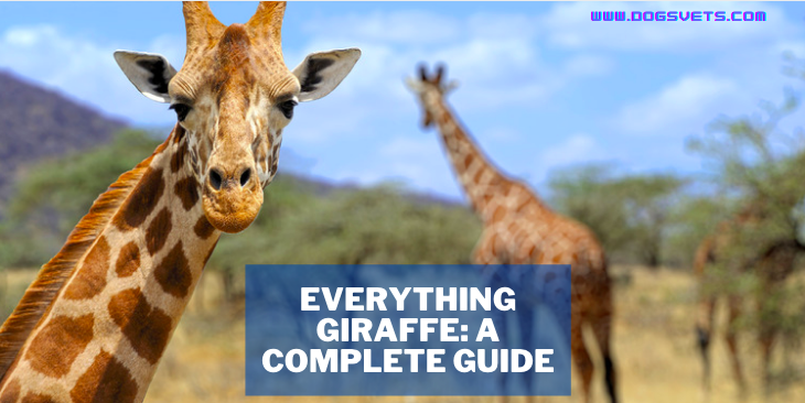 15 Amazing Facts You Didn’t Know About Giraffe And Why You'll Want To Learn Them