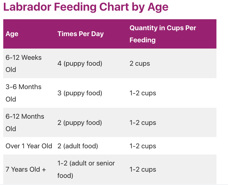 A Labrador Puppy's Nutritional Needs