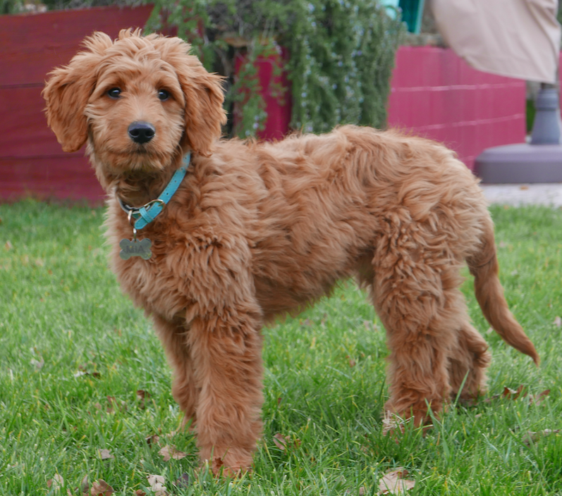 Goldendoodle Breeds and Their Unique Characteristics