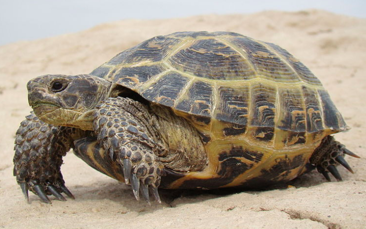 The Russian Tortoises