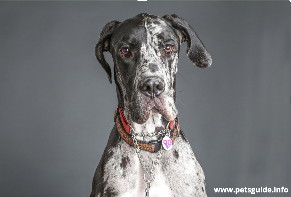 Great Dane Dog Breed Temperament and Personality