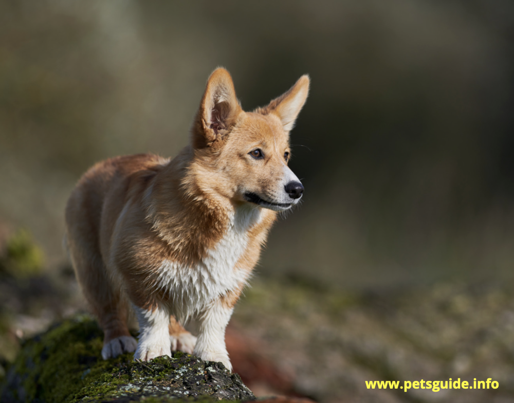 Pembroke Welsh Corgi Dog Breed