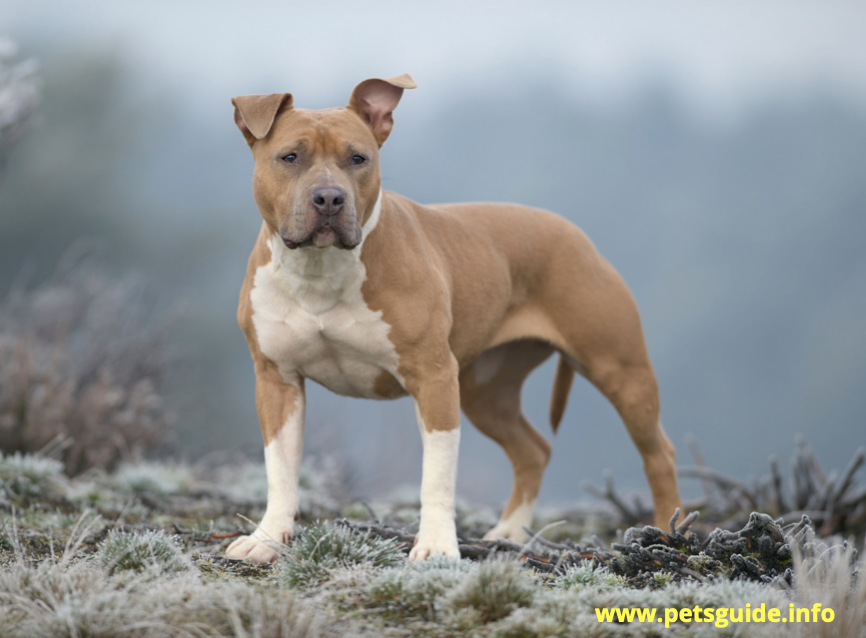 American Staffordshire Terrier