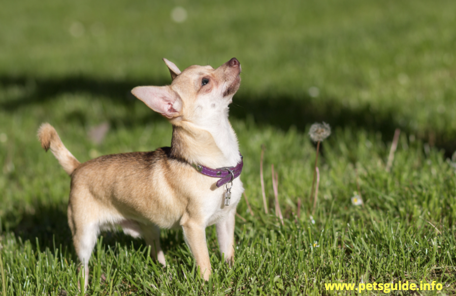 Chihuahua - Best Companion Dog Breeds