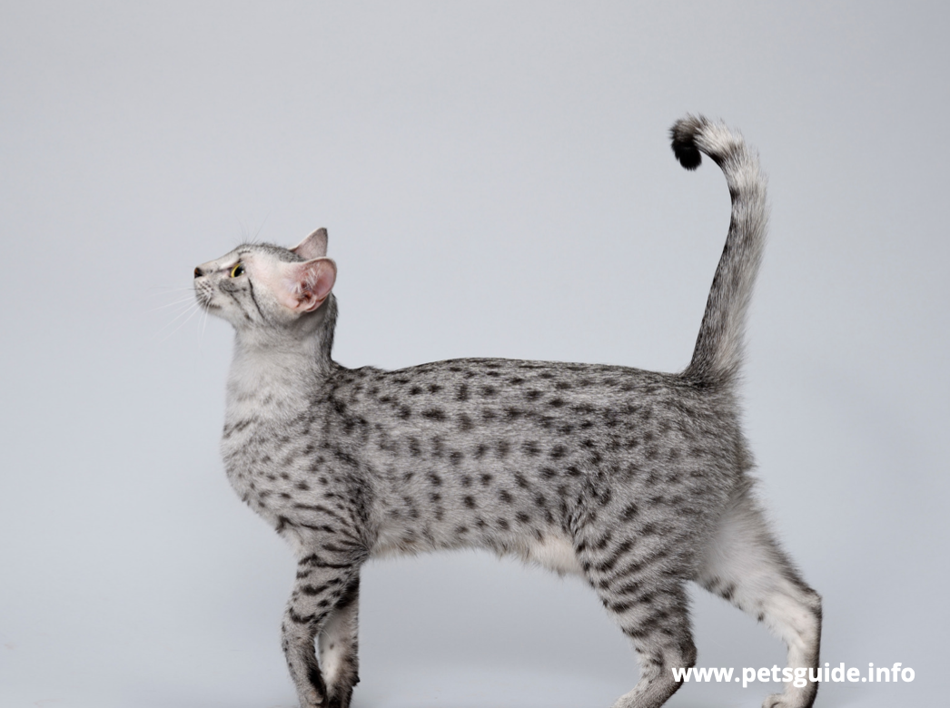 Egyptian Mau Cat