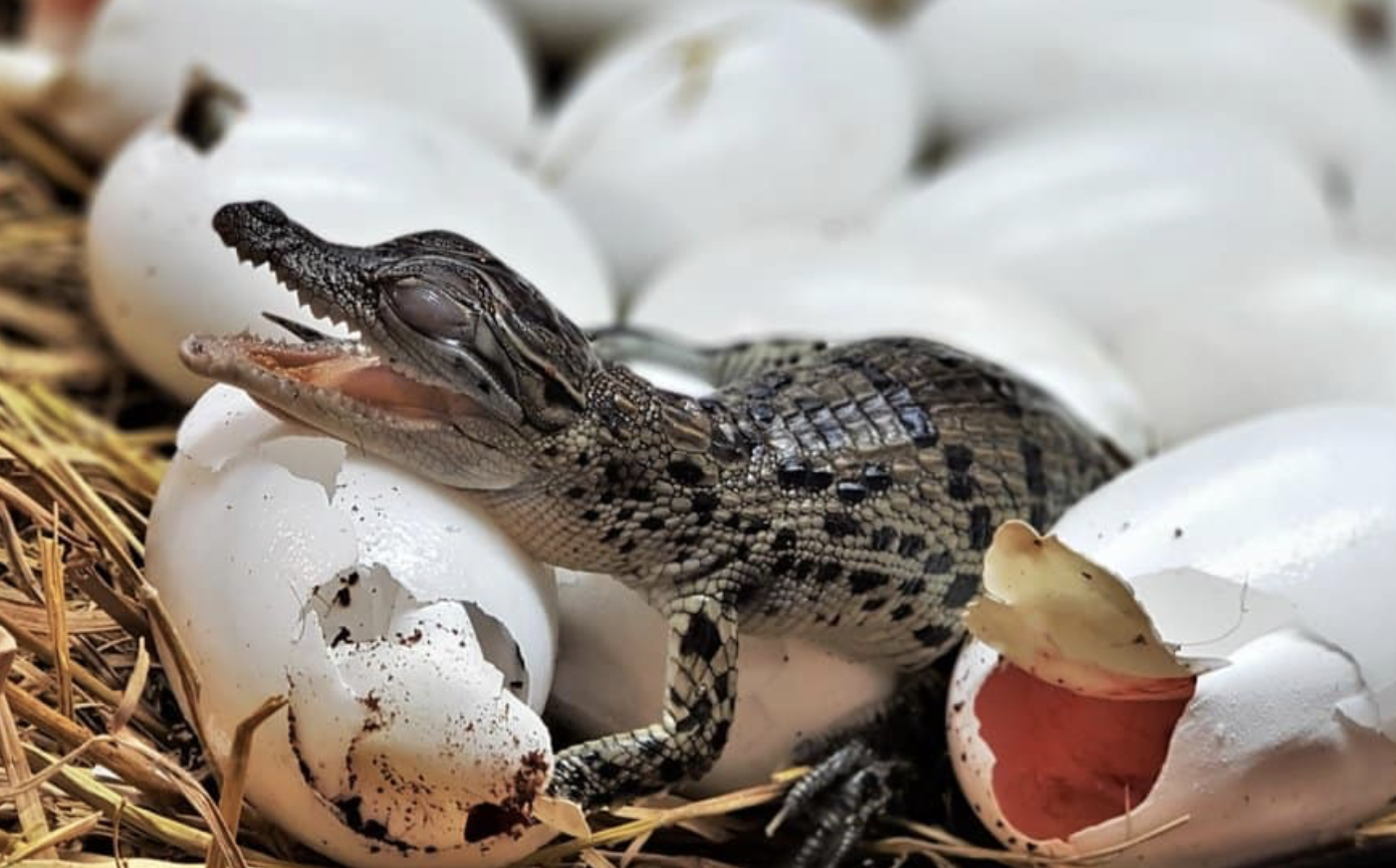 Baby crocodiles