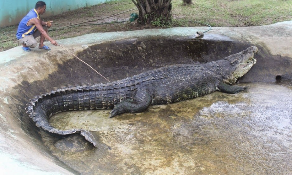 lalong - huge crocodile has