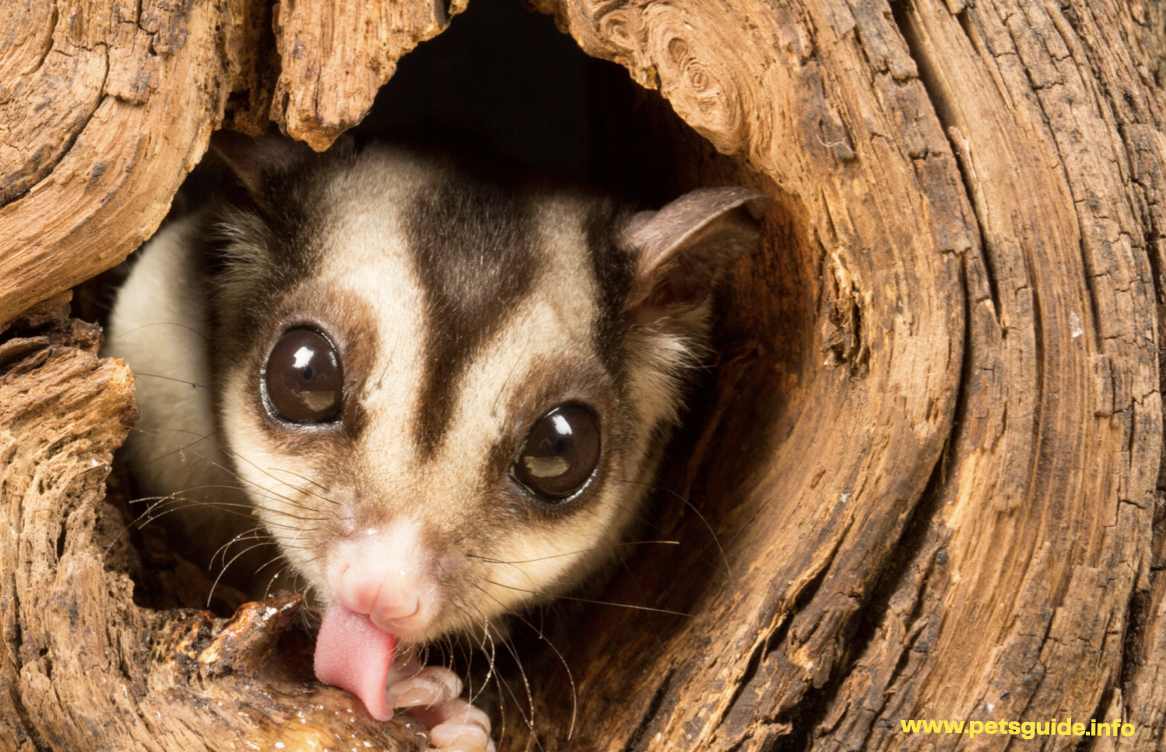 Sugar gliders are not rodents