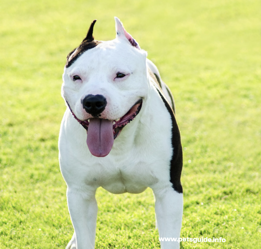 American Bulldogs