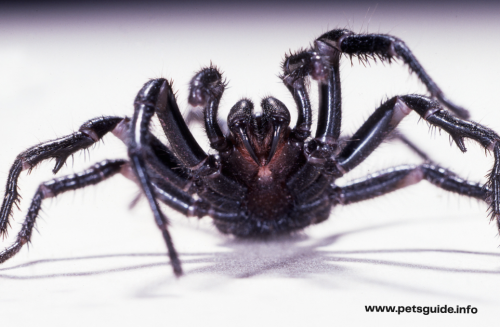 Funnel Web Spider