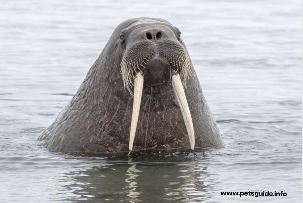 walrus