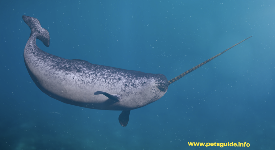 Narwhal