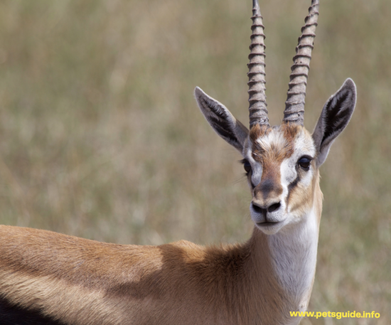 Thomson's gazelle