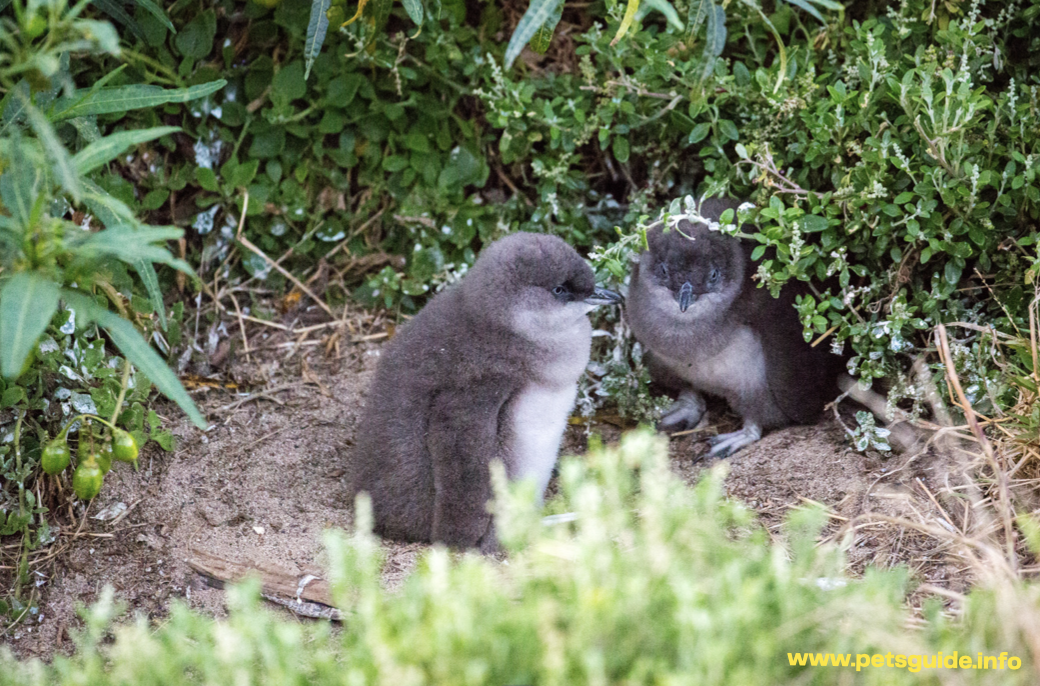 two Fairy penguins