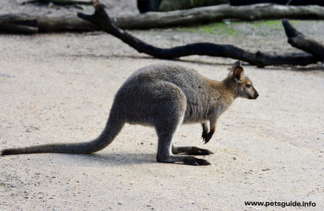 Antilopine kangaroo