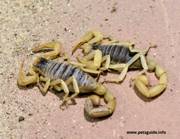 Deathstalker Scorpion