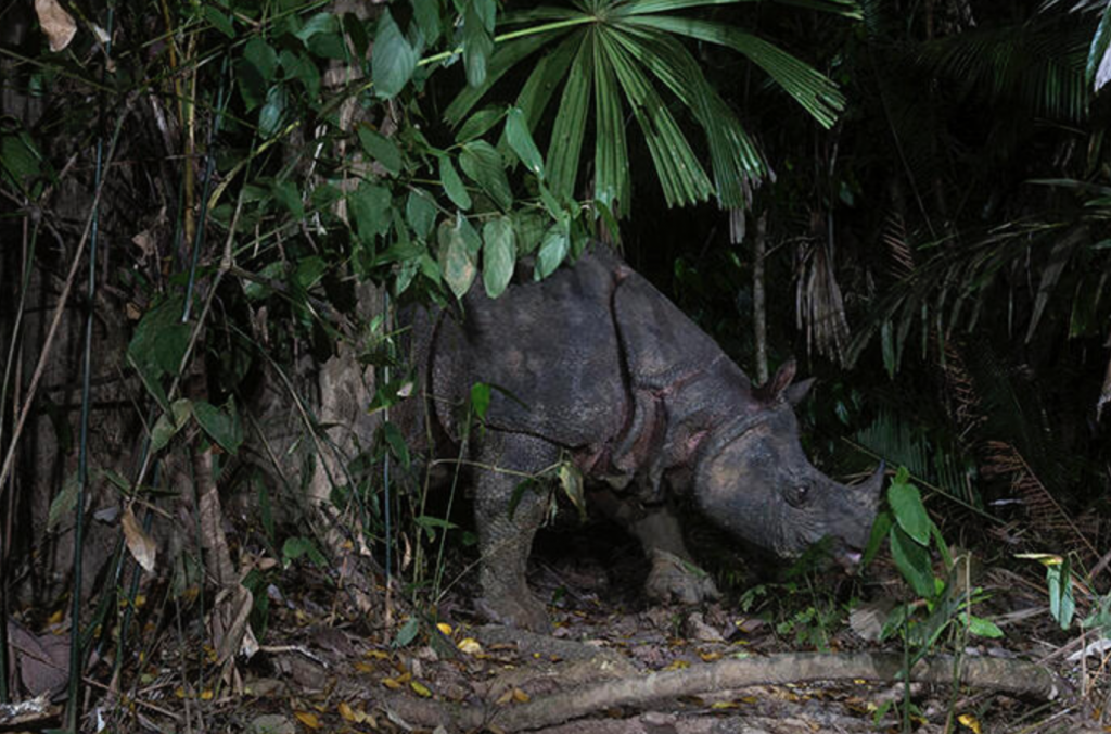 The Javan Rhino