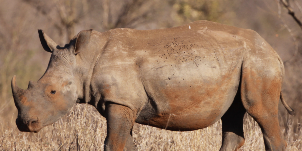 The White Rhino