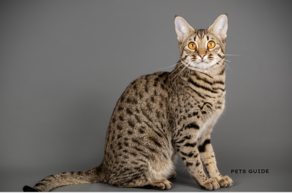 Savannah Cat - most expensive pet you can own in the USA