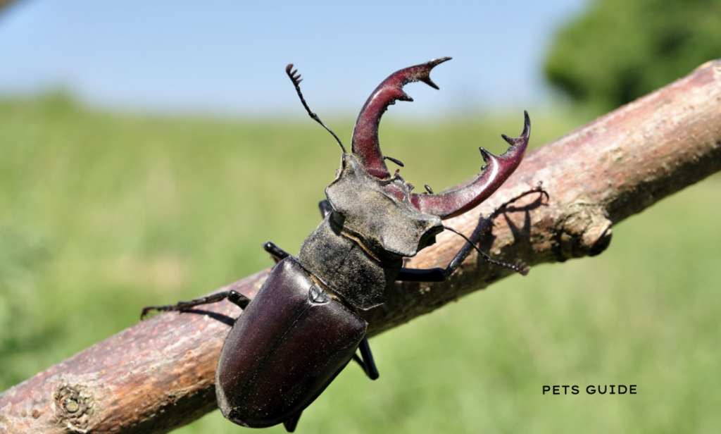 Stag Beetle