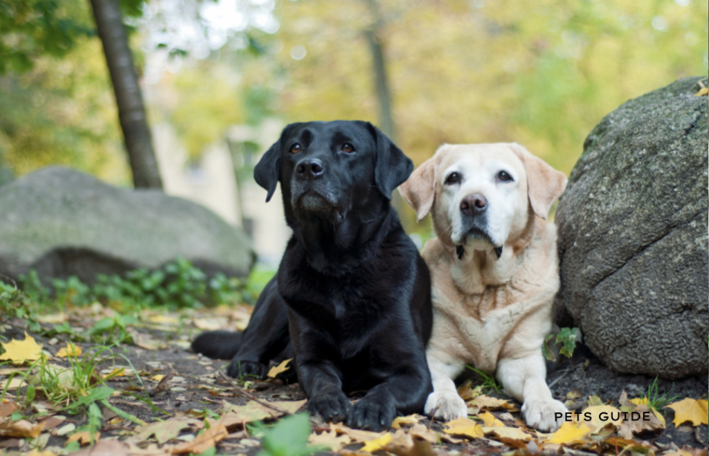 Cloned Labrador - most expensive pet you can own in the USA