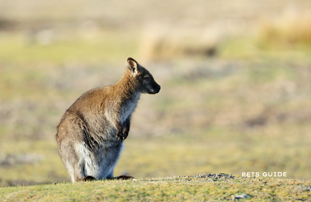 Wallaby