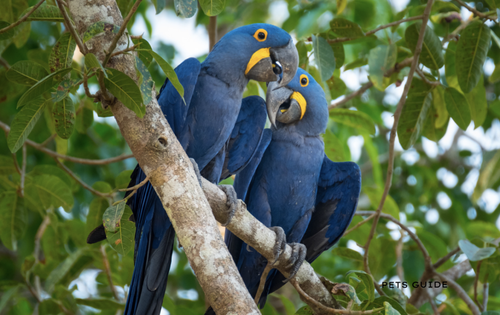 Hyacinth Macaw