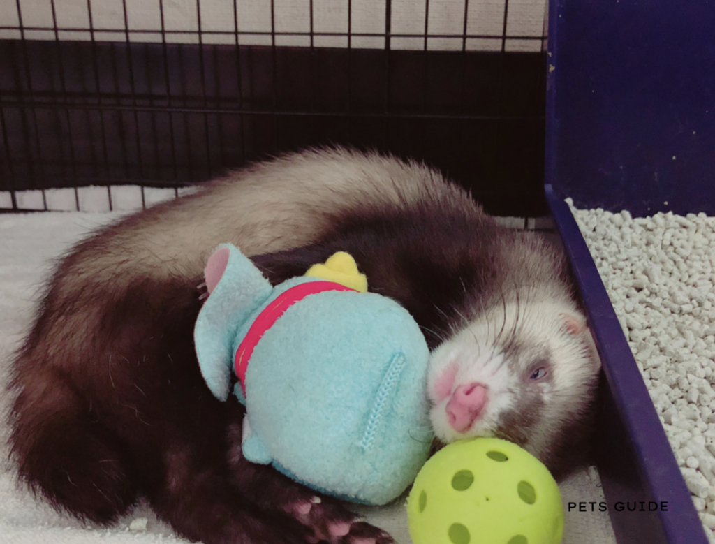 Ferrets as Pets 