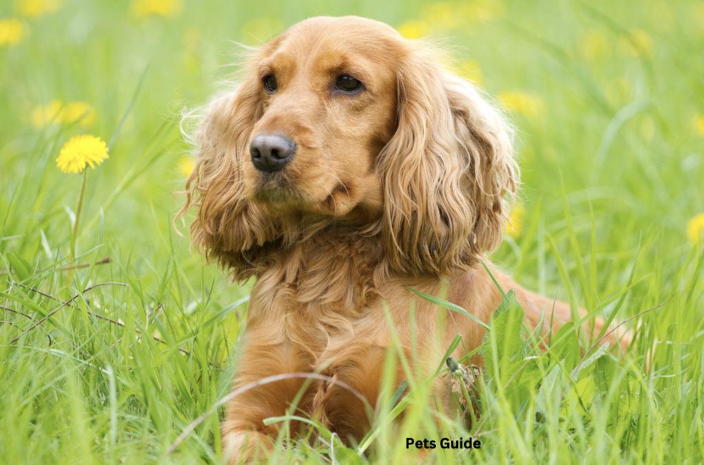 Cocker Spaniel