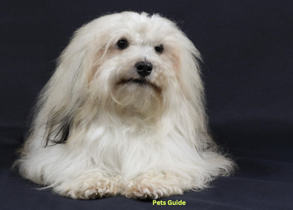 Havanese Dog Breed