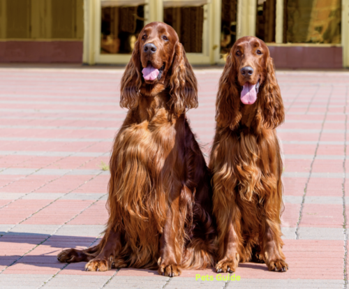 Irish Setter: