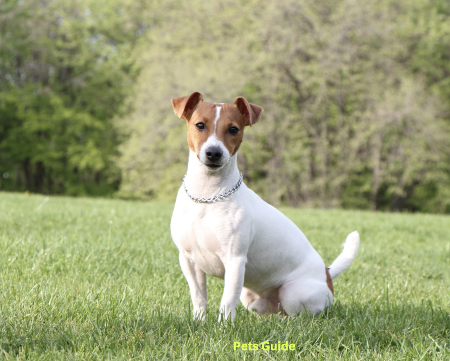 Jack Russell Terrier: 