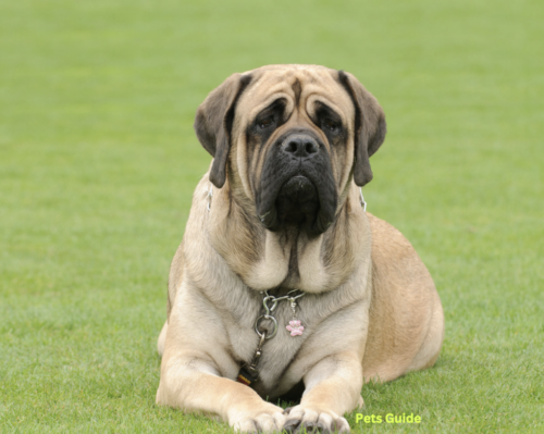 Mastiff