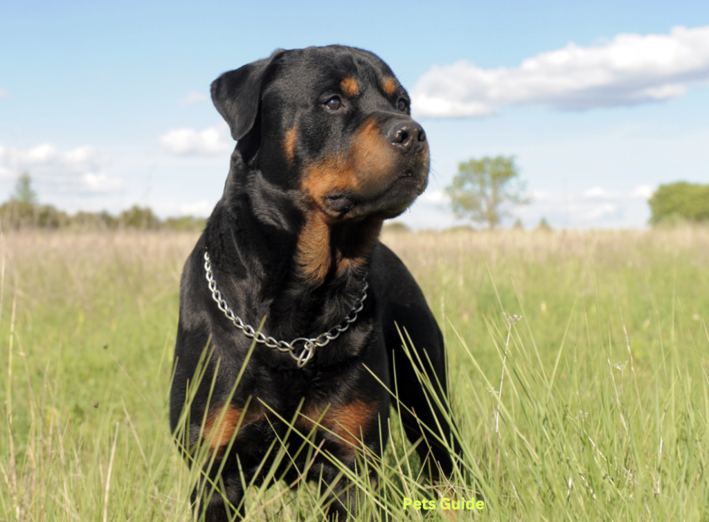 Rottweiler Dog Breed