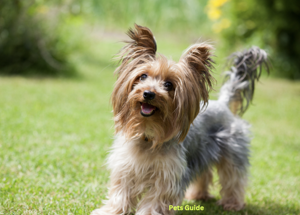 Yorkshire Terrier Dog Breed