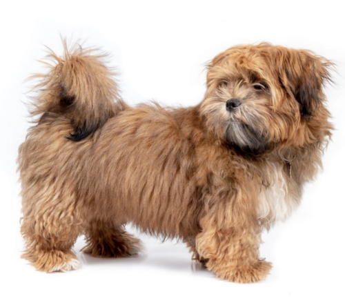 Zuchon Dog Breed 