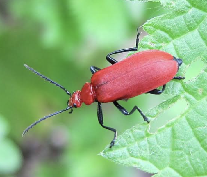 Cardinal Beetle