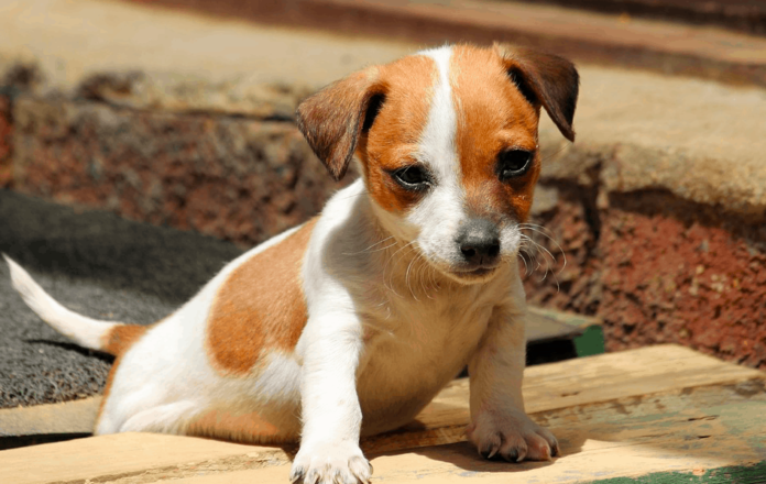 jack russell chihuahua mix puppy
