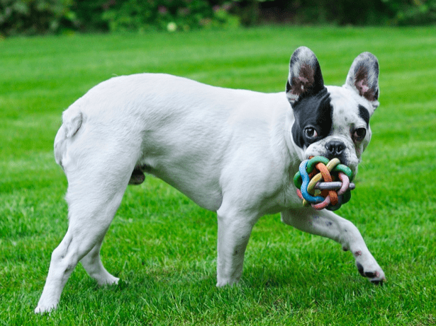 Cream French Bulldogs