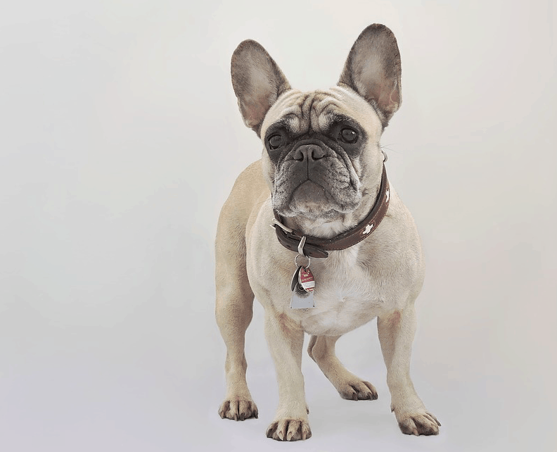 french bulldog