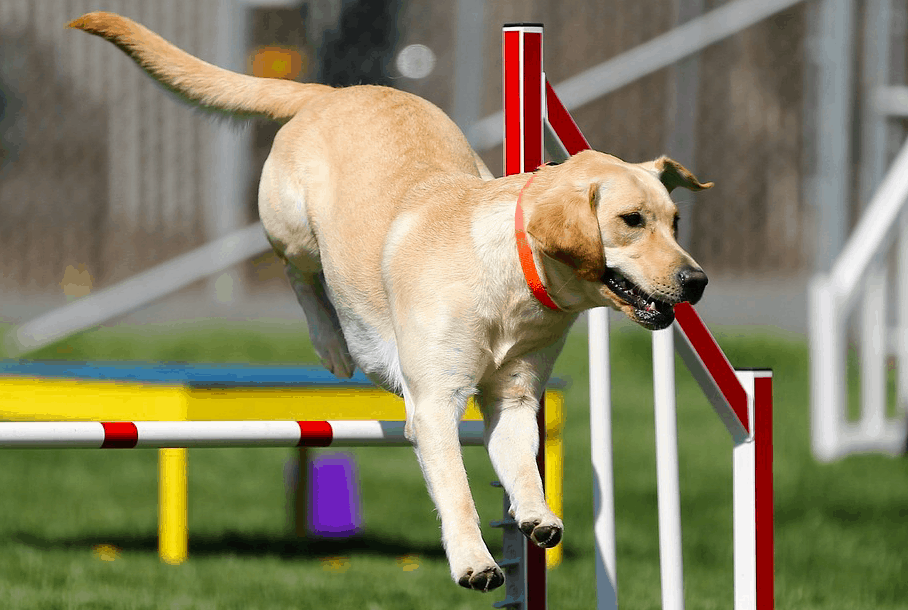 Labrador Retriever