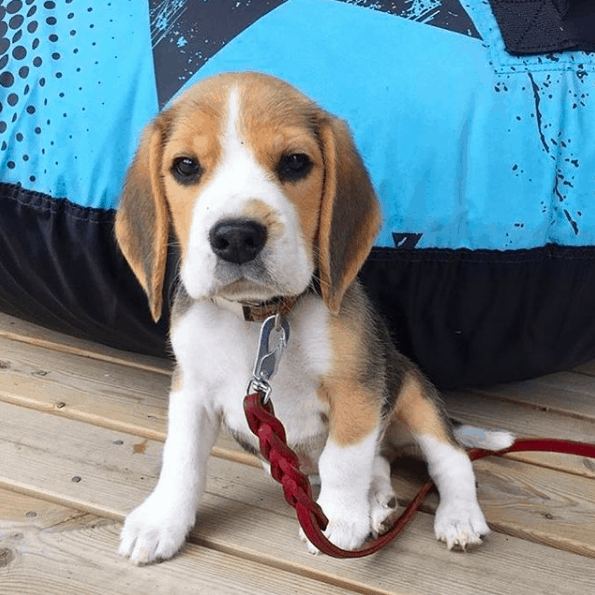 beagles puppy