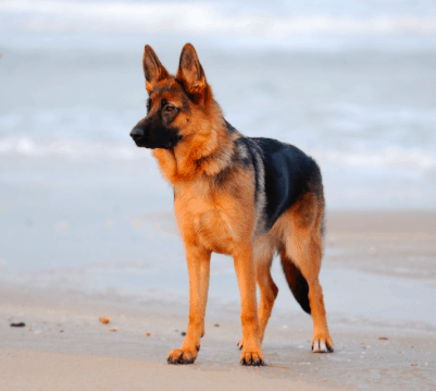 german shepherd