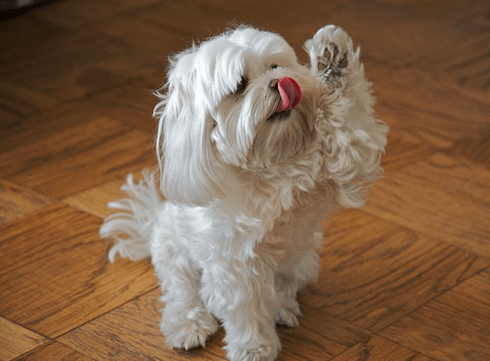 Maltese dog breed